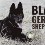 What You Should Know About the Black German Shepherd Dog