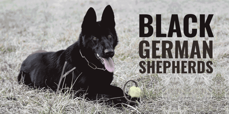 What You Should Know About the Black German Shepherd Dog